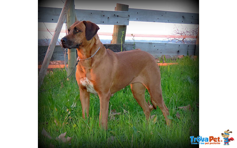 Rhodesian Ridgeback Cuccioli - Foto n. 4