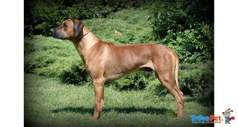 Rhodesian Ridgeback Cuccioli - Foto n. 5