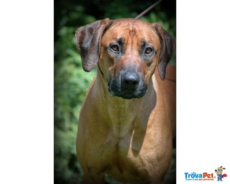 Rhodesian Ridgeback Cuccioli - Foto n. 6