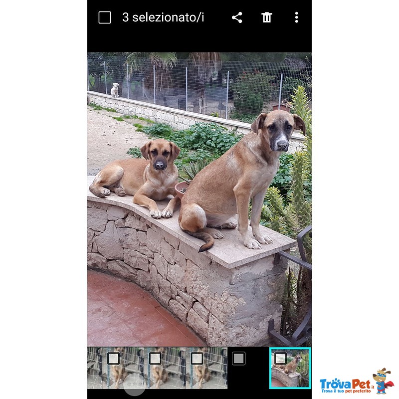 Bondita e Benny Cucciole di 9 mesi Simpatiche e Giocherellone Cercano Casa - Foto n. 1