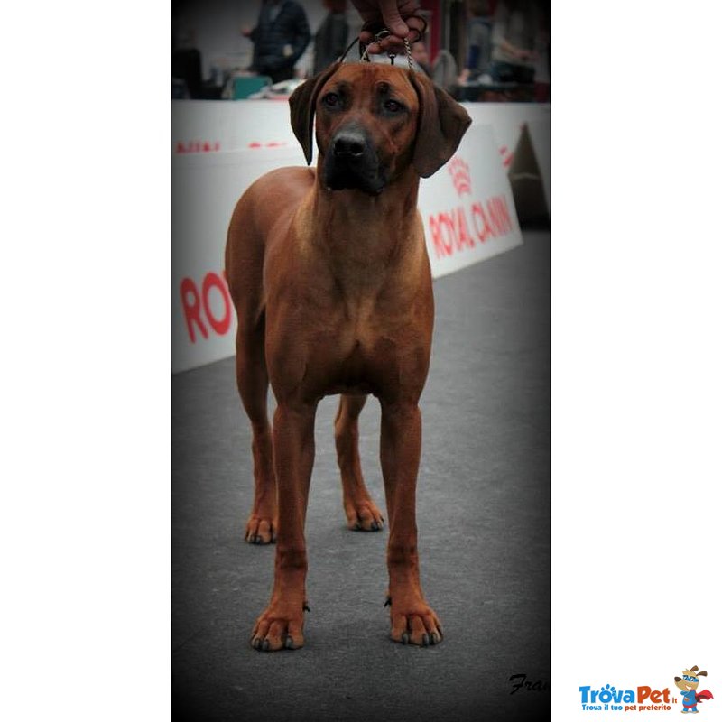 Rhodesian Ridgeback Cuccioli - Foto n. 7