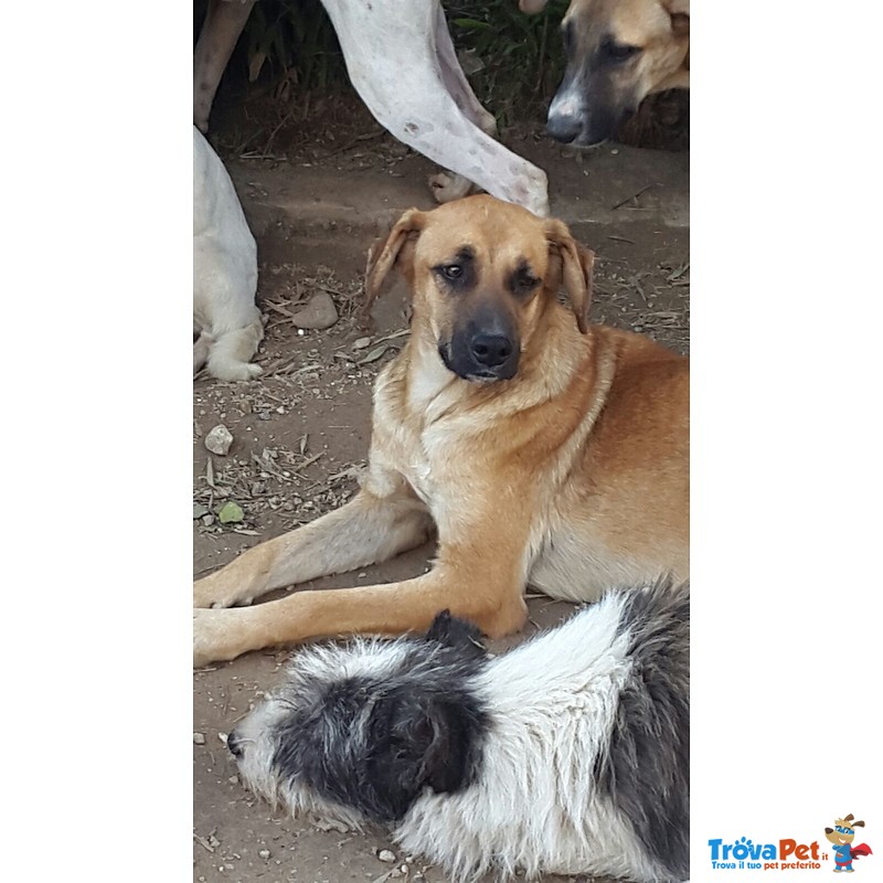 Bondita e Benny Cucciole di 9 mesi Simpatiche e Giocherellone Cercano Casa - Foto n. 2