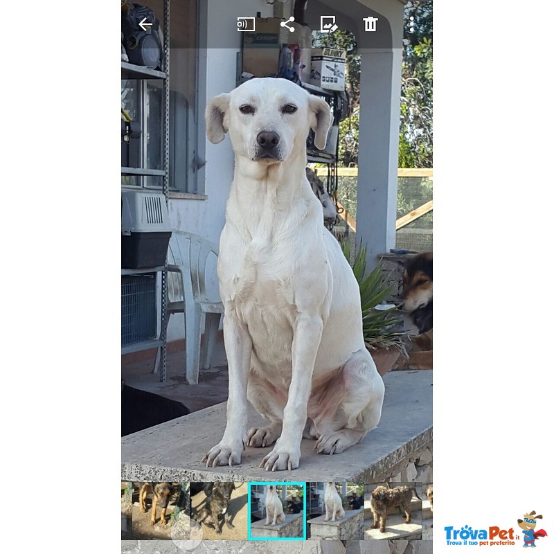 Bibba Cagnolina Dolcissima Attende Qualcuno di buon Cuore - Foto n. 1