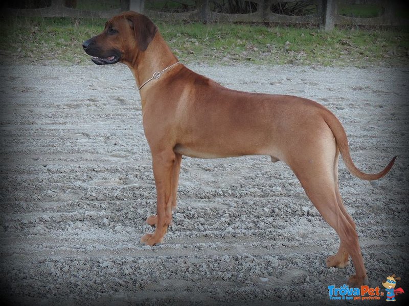 Rhodesian Ridgeback Cuccioli - Foto n. 8