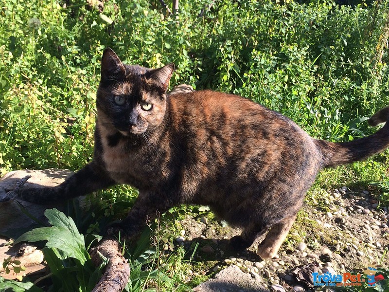 Bella e Giovane Gatta Tartarugata Cerca casa a Roma - Foto n. 1