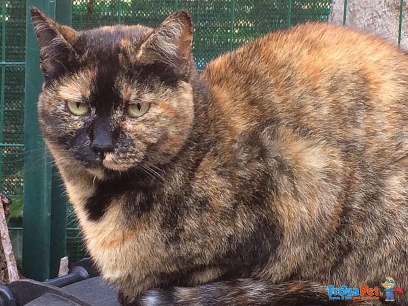 Bella e Giovane Gatta Tartarugata Cerca casa a Roma - Foto n. 2