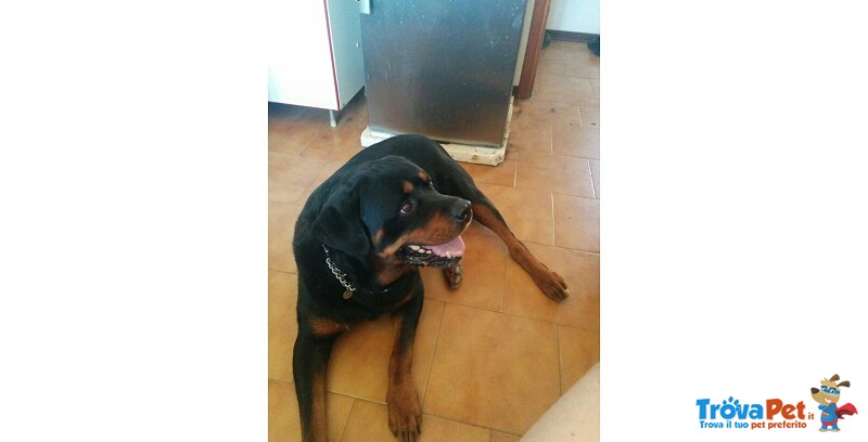 Cane Incrocio Rottweiler Smarrito il 29 Dicembre 2016 - Foto n. 1