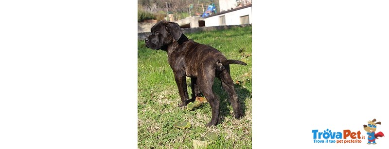 Cucciolo di cane Corso (all.to Riconosciuto) - Foto n. 1