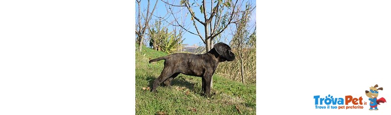 Cucciolo di cane Corso (all.to Riconosciuto) - Foto n. 2