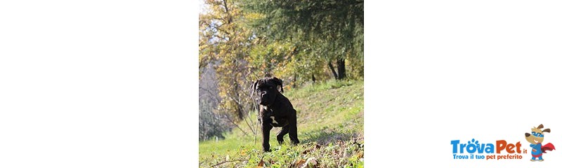 Cucciolo di cane Corso (all.to Riconosciuto) - Foto n. 3