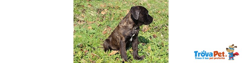 Cucciolo di cane Corso (all.to Riconosciuto) - Foto n. 4