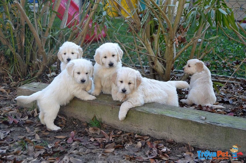 Cuccioli Golden Retriever - Foto n. 1