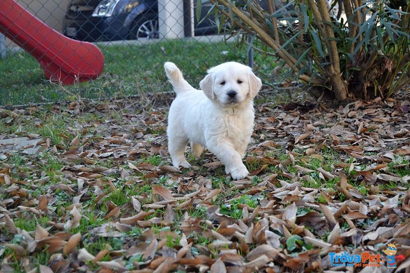 Cuccioli Golden Retriever - Foto n. 4