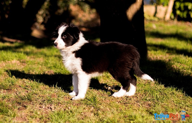 Cuccioli Border Collie con Pedigree - Foto n. 2