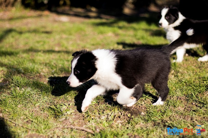 Cuccioli Border Collie con Pedigree - Foto n. 3