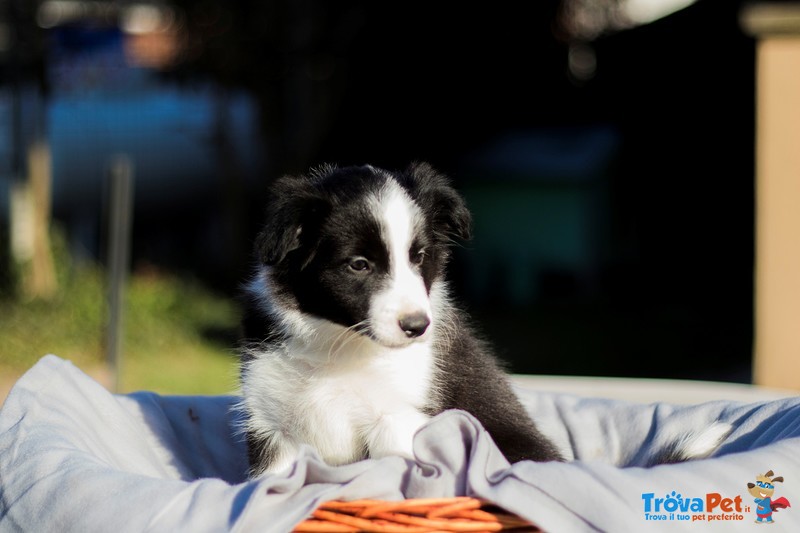 Cuccioli Border Collie con Pedigree - Foto n. 4