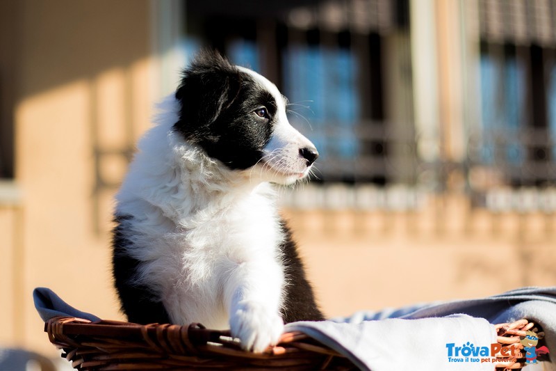 Cuccioli Border Collie con Pedigree - Foto n. 5