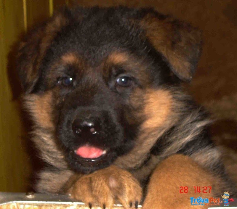 Stupendi Cuccioli di Pastori Tedesco di Altissima Genealogia - Foto n. 1