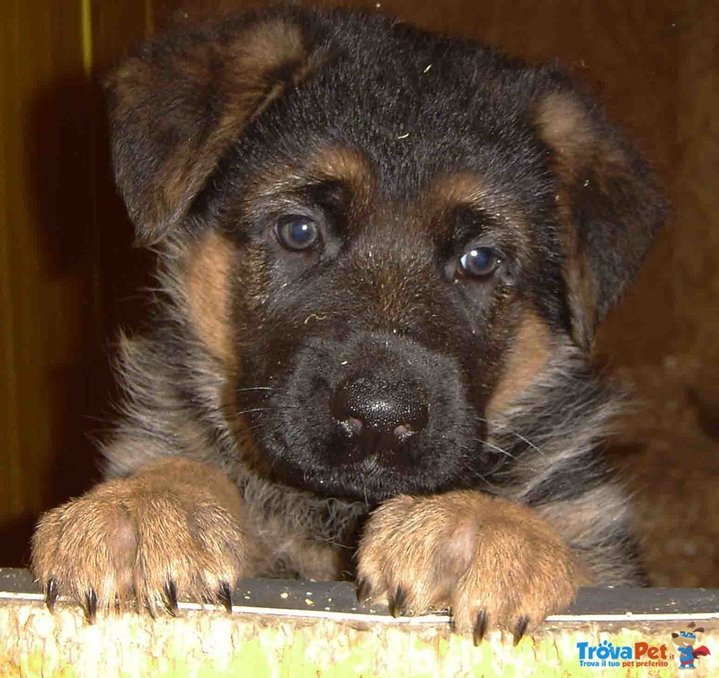 Stupendi Cuccioli di Pastori Tedesco di Altissima Genealogia - Foto n. 2