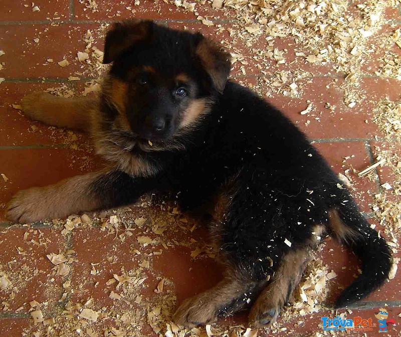 Stupendi Cuccioli di Pastori Tedesco di Altissima Genealogia - Foto n. 4