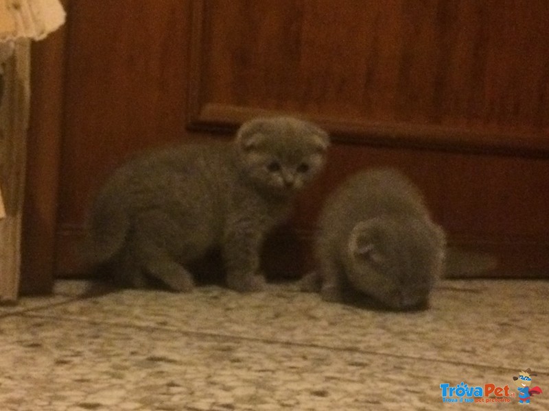 Scottish Fold - Foto n. 1