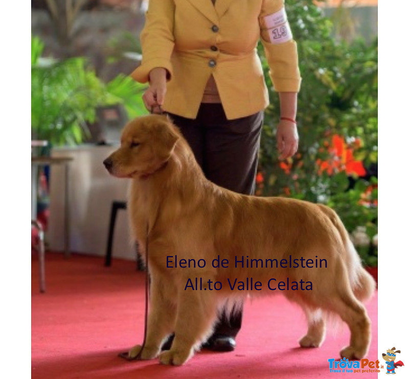Golden Retriever Cuccioli, Padre Campione di Bellezza Argentino - Foto n. 1