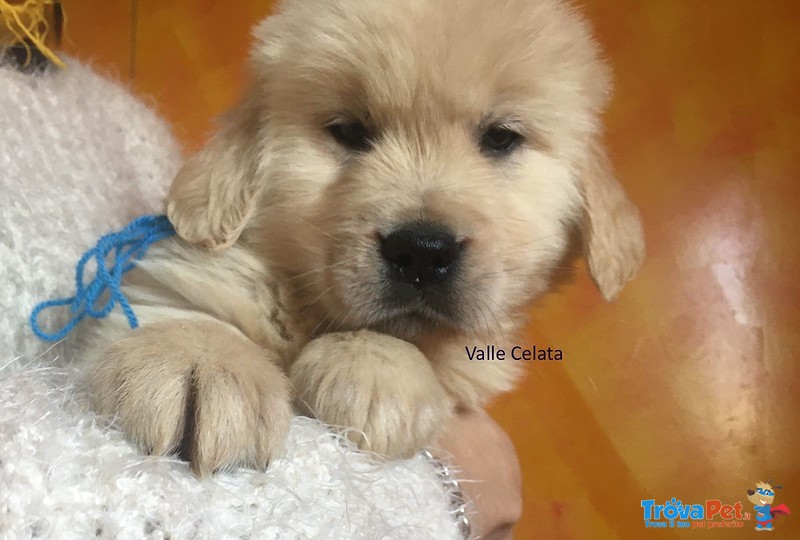 Golden Retriever Cuccioli, Padre Campione di Bellezza Argentino - Foto n. 2