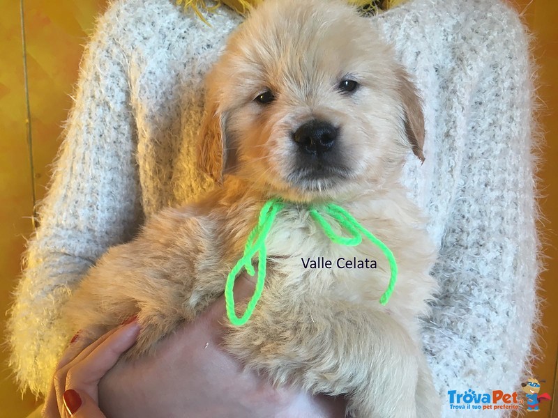 Golden Retriever Cuccioli, Padre Campione di Bellezza Argentino - Foto n. 3