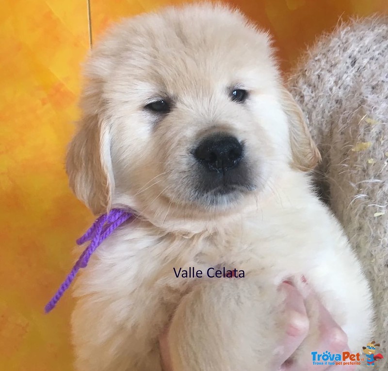 Golden Retriever Cuccioli, Padre Campione di Bellezza Argentino - Foto n. 7