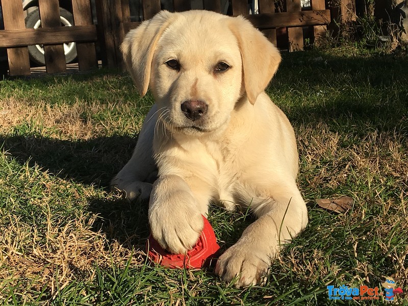 Cuccioli Labrador - Foto n. 1