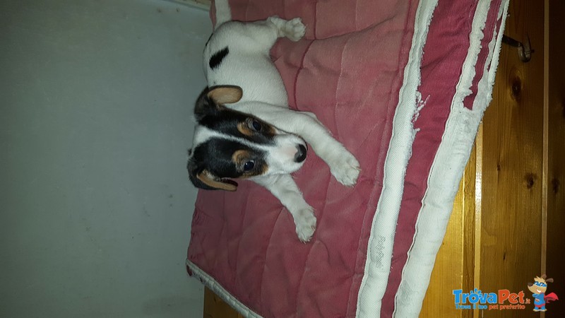 Cuccioli jack Russell - Foto n. 3