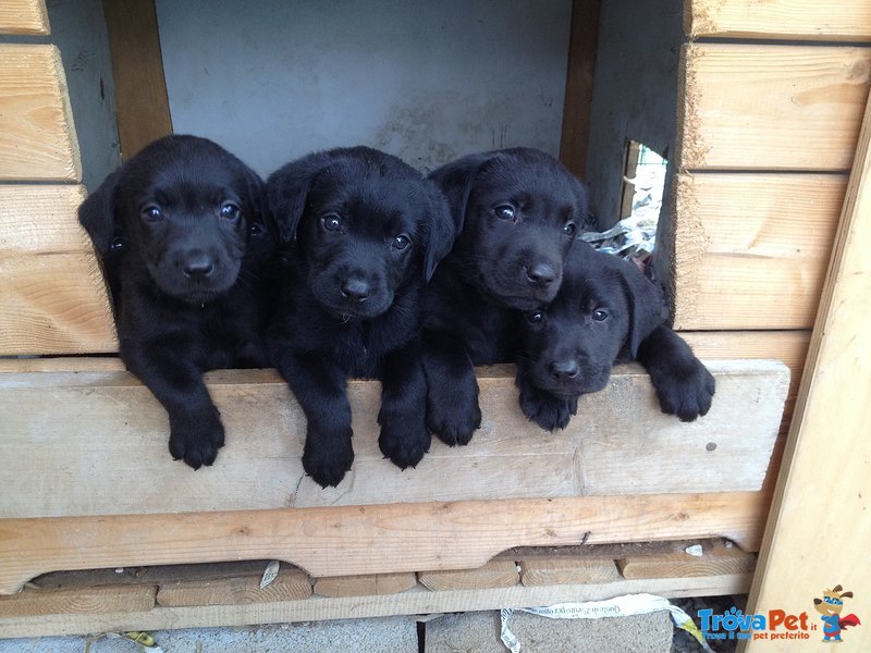 Cuccioli di Labrador - Foto n. 2