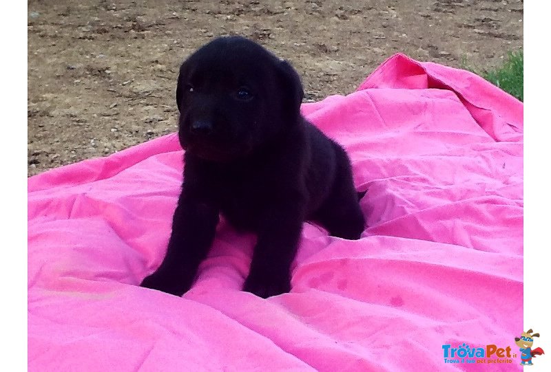 Cuccioli di Labrador - Foto n. 3