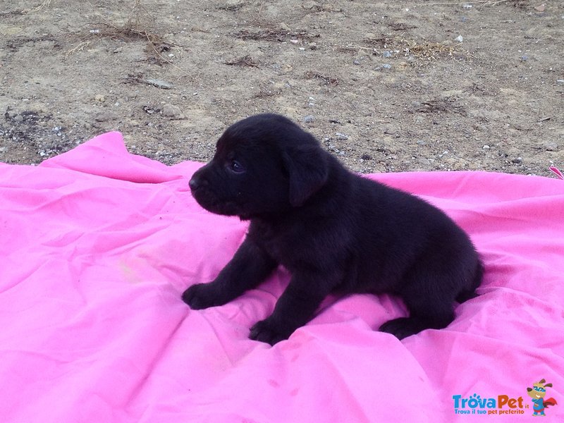 Cuccioli di Labrador - Foto n. 4