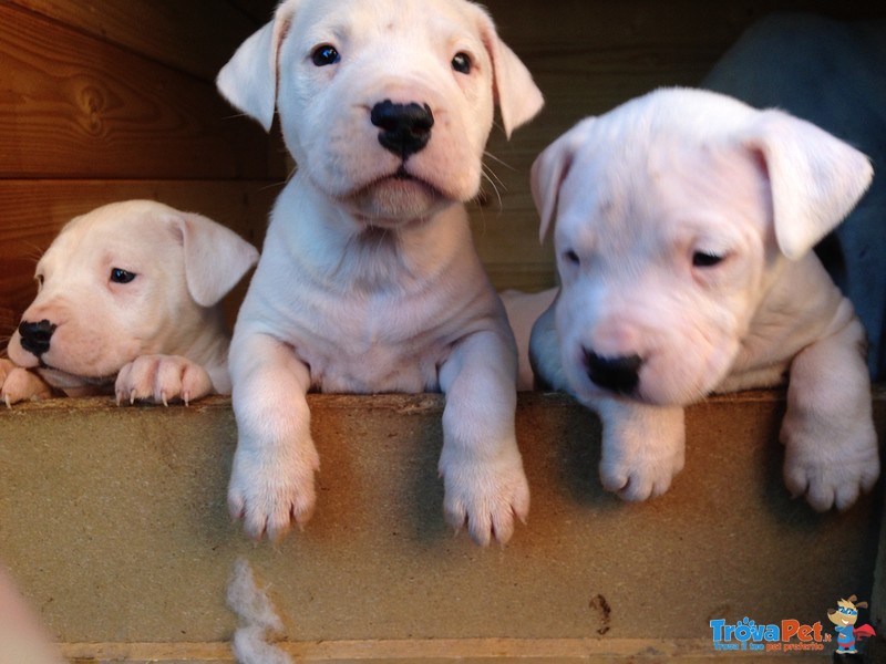 Cuccioli di dogo Argentino - Foto n. 1