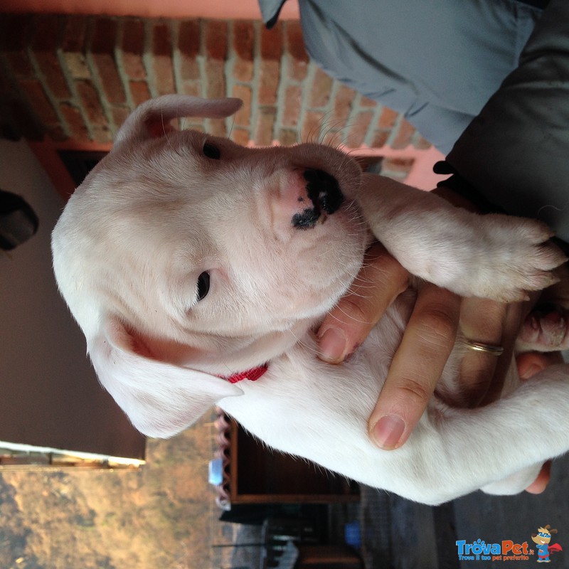 Cuccioli di dogo Argentino - Foto n. 3