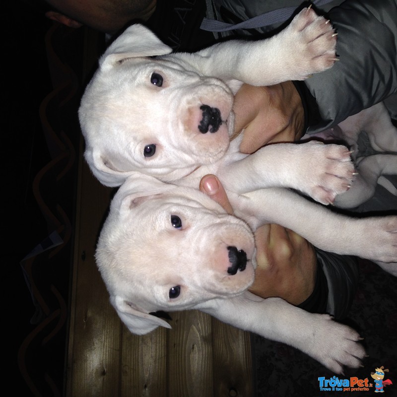 Cuccioli di dogo Argentino - Foto n. 4