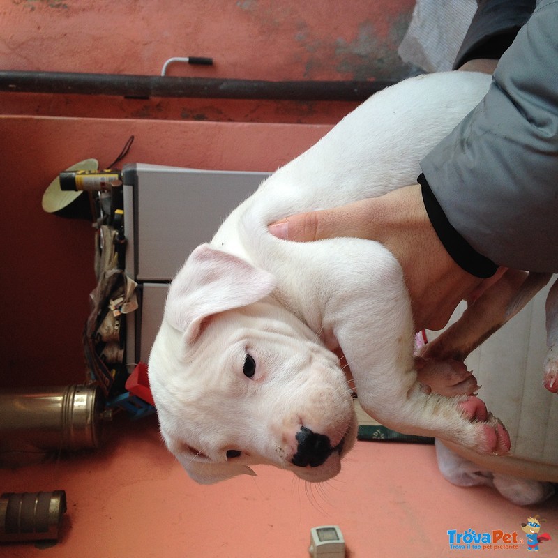 Cuccioli di dogo Argentino - Foto n. 5