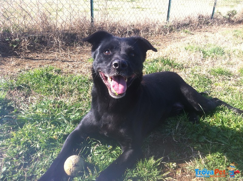 Zorro Simpatico Simil Pitbull Nero - Foto n. 3