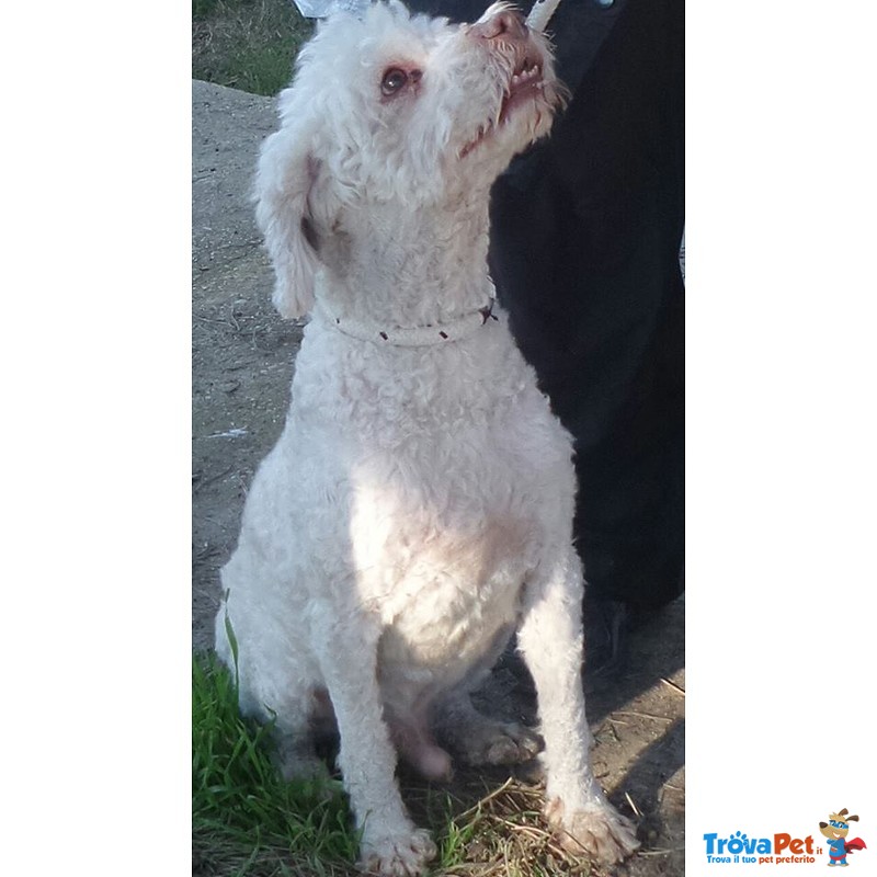 Lolli Piccolo Lagotto - Foto n. 2