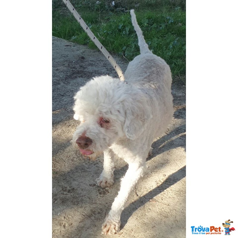 Lolli Piccolo Lagotto - Foto n. 3