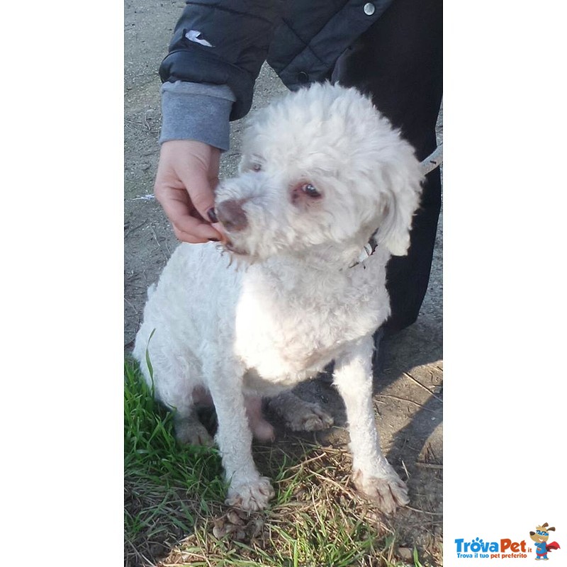 Lolli Piccolo Lagotto - Foto n. 1