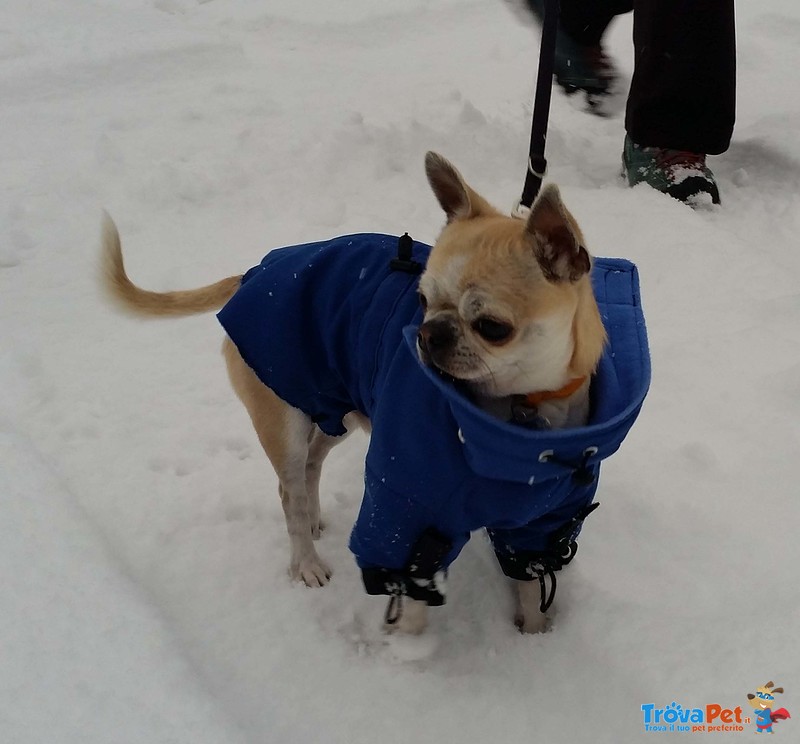 Jack 2 anni con Pedigree Cerca Fidanzata - Foto n. 2