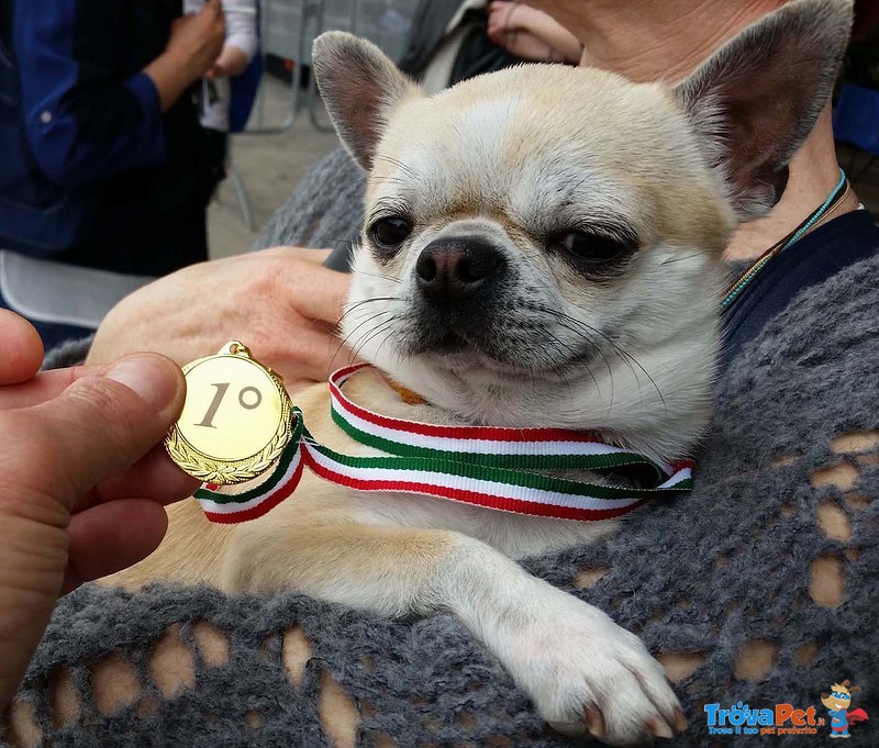 Jack 2 anni con Pedigree Cerca Fidanzata - Foto n. 3