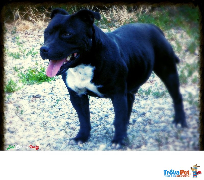 Staffordshire bull Terrier con Pedigree - Foto n. 1