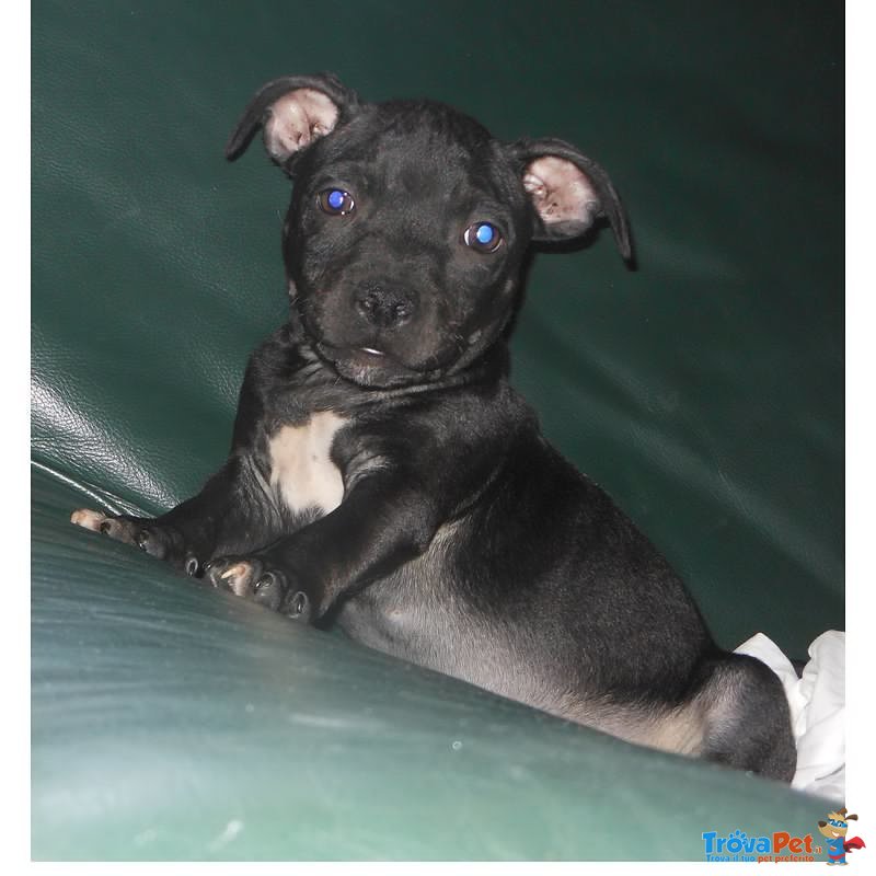 Staffordshire bull Terrier con Pedigree - Foto n. 2