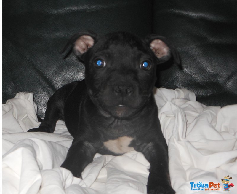 Staffordshire bull Terrier con Pedigree - Foto n. 3