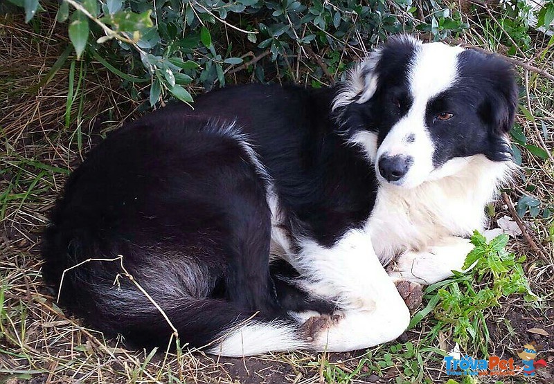 Mix Border Collie Cerca Casa - Foto n. 1