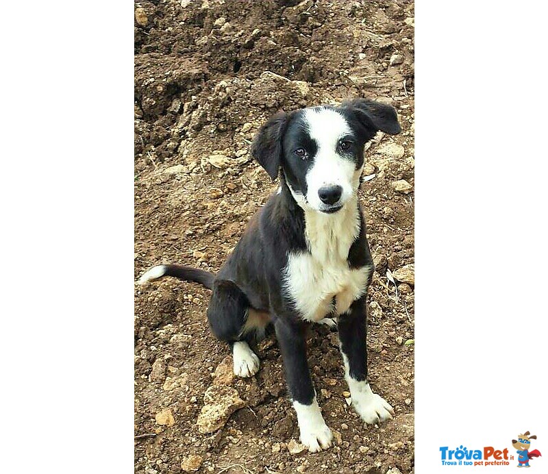 Mix Border Collie Cerca Casa - Foto n. 2