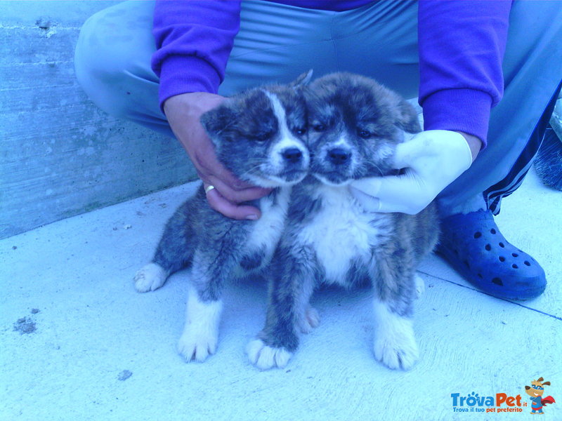 Cuccioli di Akita Inu - Foto n. 1